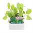 Spring Greens 1st Early Market 12 Pack Boxed Vegetable