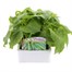 Runner Beans White Emergo 6 Pack Boxed Vegetable