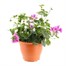 A Lucky Dip Selection! Geranium Trailing - 6.5L Pot Bedding