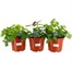 A Lucky Dip Selection! Aquilegia - 3 x 3L Pot Bedding