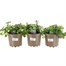A Lucky Dip Selection! Bacopa Sutera Trio - 3 x 2L Pot Bedding