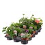 A Lucky Dip Selection! Basket Plants - 15 x 10.5cm Pot Bedding Tray