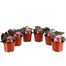 A Lucky Dip Selection! Begonia Non Stop Mixed - 6 x 10.5cm Basket Bedding