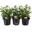 A Lucky Dip Selection! Fuchsia Bella - 3 x 13cm Pot Bedding