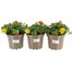 A Lucky Dip Selection! Bidens Trio - 3 x 2L Pot Bedding