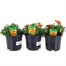 A Lucky Dip Selection! Bidens Trio Mixed - 3 x 13cm Pot Bedding
