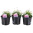 A Lucky Dip Selection! Brachyscombe - 3 x 13cm Pot Bedding