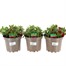 A Lucky Dip Selection! Calibrachoa Trio - 3 x 2L Pot Bedding