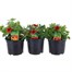 A Lucky Dip Selection! Calibrachoa Trio Mixed - 3 x 13cm Pot Bedding