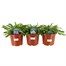 A Lucky Dip Selection! Campanula - 3 x 3L Pot Bedding