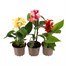 A Lucky Dip Selection! Canna Lily - 3 x 2L Pot Bedding