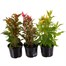 A Lucky Dip Selection! Celosia - 13cm x 3 Pot Bedding