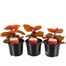 A Lucky Dip Selection! Coleus - 3 x 13cm Pot Bedding