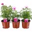 A Lucky Dip Selection! Cosmos - 3 x 13cm Pot Bedding