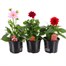 A Lucky Dip Selection! Dahlia - 3 x 13cm Pot Bedding