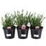 A Lucky Dip Selection! Dianthus - 3 x 1.5L Pot Bedding