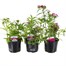 A Lucky Dip Selection! Dianthus Dart Mixed - 3 x 13cm Pot Bedding