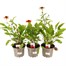 Longacres Choice - Echinacea - 3 x 2L Pot Perennial