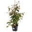 A Lucky Dip Selection! Fuchsia - 3L Pot Bedding