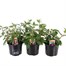 A Lucky Dip Selection! Fuchsia Bush - 3 x 13cm Pot Bedding