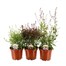 A Lucky Dip Selection! Gaura - 3 x 3L Pot Bedding