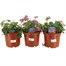 A Lucky Dip Selection! Geranium Hardy - 3 x 3L Pot Bedding