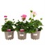 A Lucky Dip Selection! Geranium Upright Mixed - 3 x 2L Pot Bedding