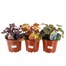 A Lucky Dip Selection! Heuchera - 3 x 3L Pot Bedding