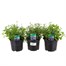 A Lucky Dip Selection! Lobelia Trio Mixed - 3 x 13cm Pot Bedding