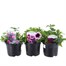 A Lucky Dip Selection! Mixed Variety Trio - 3 x 13cm Pot Bedding