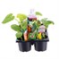 Carry Home Pack - Mixed Vegetables - 6 x 10.5cm Pot Vegetable