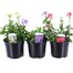 A Lucky Dip Selection! Nemesia - 3 x 13cm Pot Bedding