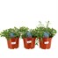 A Lucky Dip Selection! Nepeta - 3 x 3L Pot Bedding