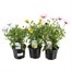 A Lucky Dip Selection! Osteospermum - 3 x 13cm Pot Bedding