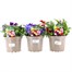Longacres Choice - Pansy - 3 x 2L Pot Bedding