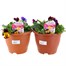 A Lucky Dip Selection! Pansy Cool Wave Sabina Mixed - 2 x 20cm Pot Bedding