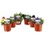 A Lucky Dip Selection! Pansy Cool Wave Trailing - 6 x 10.5cm Pot Bedding