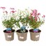 Longacres Choice - Salvia - 3 x 2L Pot Perennial