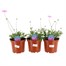 A lucky Dip Selection! Scabiosa - 3 x 3L Pot Bedding
