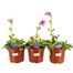 A Lucky Dip Selection! Silene - 3 x 3L Pot Bedding