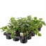 A Lucky Dip Selection! Fuchsia Trailing Mixed - 15 x 10.5cm Bedding Tray