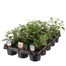 A Lucky Dip Selection! Fuchsia Bush Mixed - 15 x 10.5cm Bedding Tray