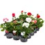 A Lucky Dip Selection! Geranium Upright Mixed - 15 x 10.5cm Bedding Tray