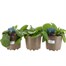 A lucky Dip Selection! Verbascum - 3 x 2L Pot Bedding