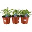 A lucky Dip Selection! Verbena - 3 x 3L Pot Bedding