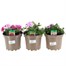 A Lucky Dip Selection! Verbena Trio - 3 x 2L Pot Bedding