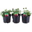 A Lucky Dip Selection! Verbena Trio Mixed - 3 x 13cm Pot Bedding