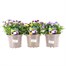 Longacres Choice - Viola - 3 x 2L Pot Bedding