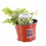 Ajuga Golden Beauty 10.5cm Pot Bedding