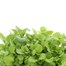 Arabis Treasure Deep Rose 6 Pack Boxed Bedding